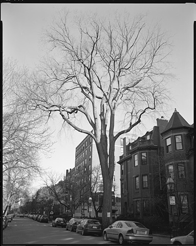 Big Old Elm [view 4, departed]
