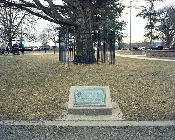 Marker with an Oak tree that replaced a Washington Elm, Denver, Colorado