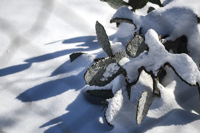 A cactus remains under a blanket of snow in Knoxville following the city's heaviest snowstorm in many years, Wednesday, Jan. 17, 2024.