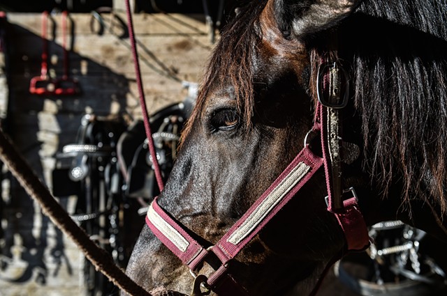 A horse at Fulmer Farmstead waits ahead of his morning plow work in New Augusta, Miss., Wednesday, June 7, 2023.