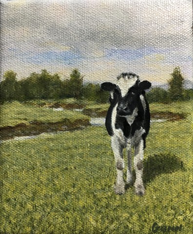 Holstein cow in Nova Scotian pasture beside trout stream. 