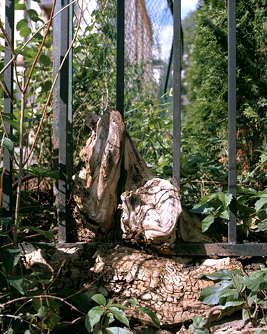 Photograph of a dead tree stuck to a metal fence