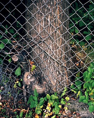 Photograph of a tree growing through a metal fence