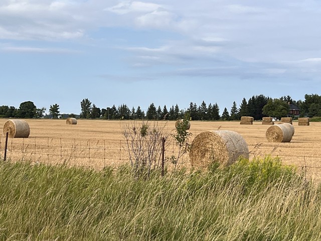 hay