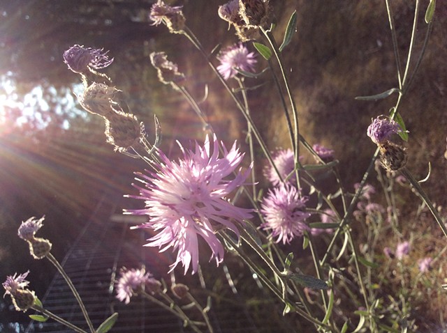 Knapweed 