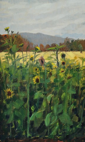 Fall Sunflower Field