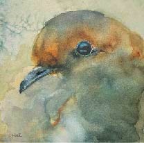 Mourning Dove