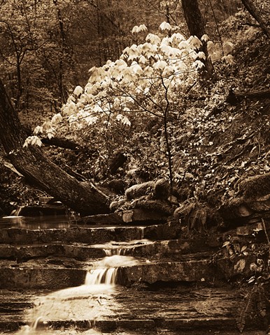 Dan Henderson photograph Carvin's Creek Natural Area Roanoke Virginia