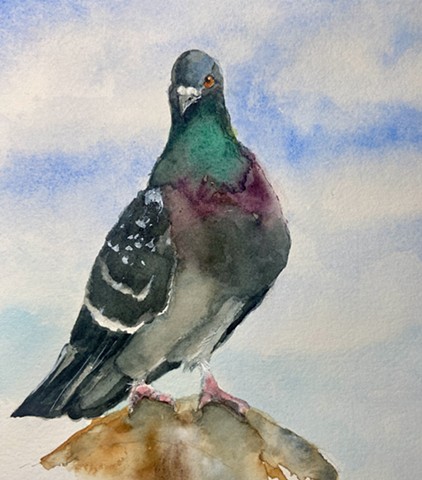 Pigeon
