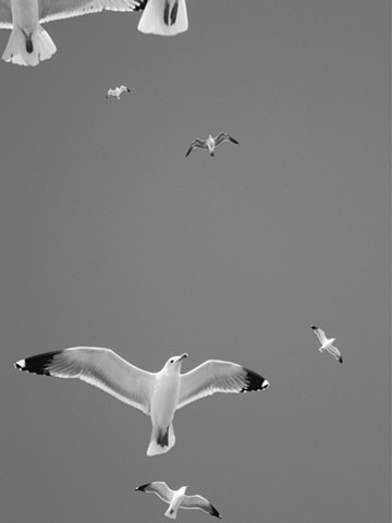 Birds, Black and White, Fine Art Photography, Peaceful, Serene, Print, Nature, Documentary