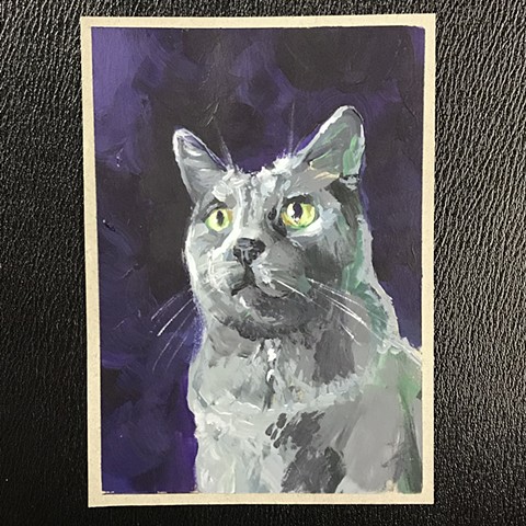 untitled (grey cat)