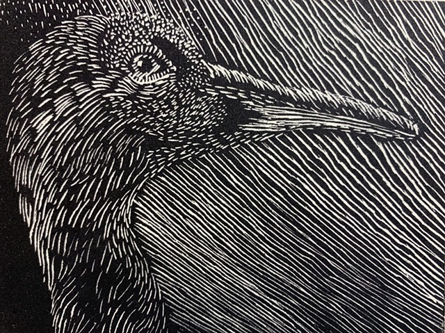 Wood engraving, Sandhill crane, bird.