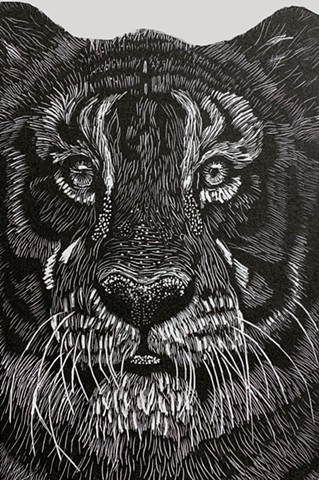 wood engraving, Bengal Tiger, endangered species, art in the anthropocene.