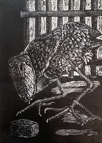 Wood engraving print, Shoebill, whale head, whale-headed stork, shoe-billed stork.  Bird in captivity.