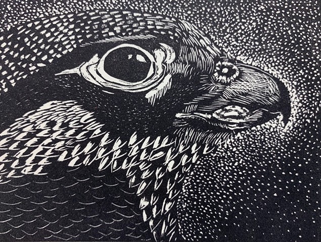 wood engraving, peregrine falcon, bird of prey, recovered endangered species