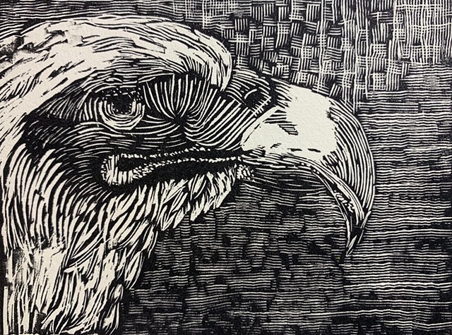 wood engraving, Bald Eagle, birds of prey, recovered endangered species
