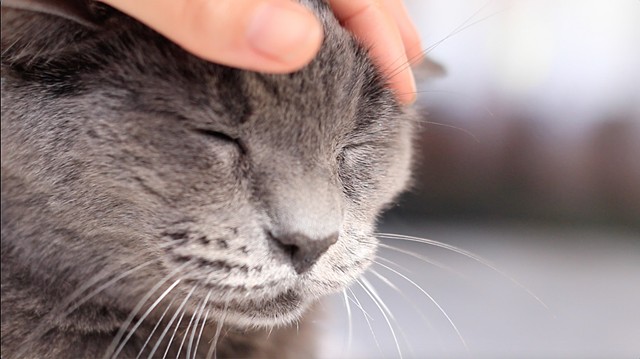 DSH. A woman discovers that her love for a pet cat is not reciprocated. (2 min, 2016)