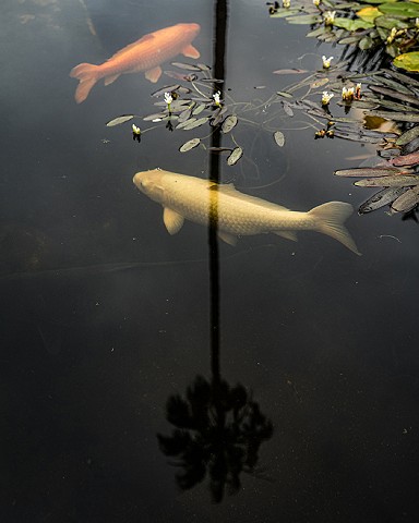 Louis Jacinto, Fine Art Photography, Diane Cockerill, Street Photography