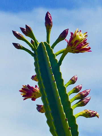 Louis Jacinto, Fine Art Photography, Street Photography, Oscar Castillo, Chicano Art