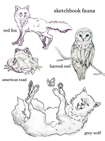 Sketchbook Fauna
