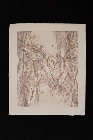 Barn Owl