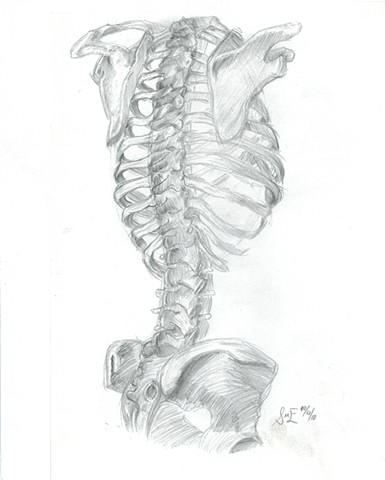 Anatomical Study - Ribs & Spine