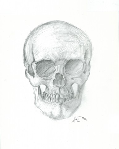 Anatomical Study - Skull