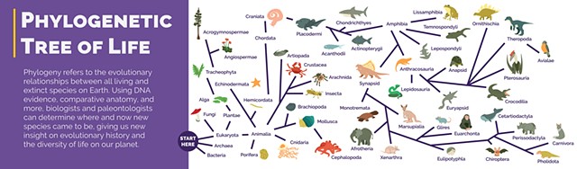 Illustrated Phylogenetic Tree