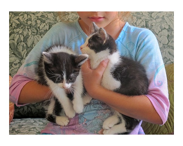 Olivia w/kittens