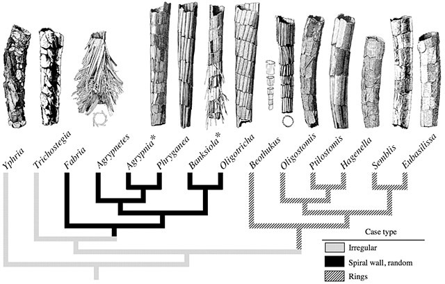 Caddisfly case types illustration