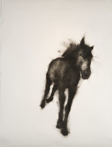 Horse: Rob Roy