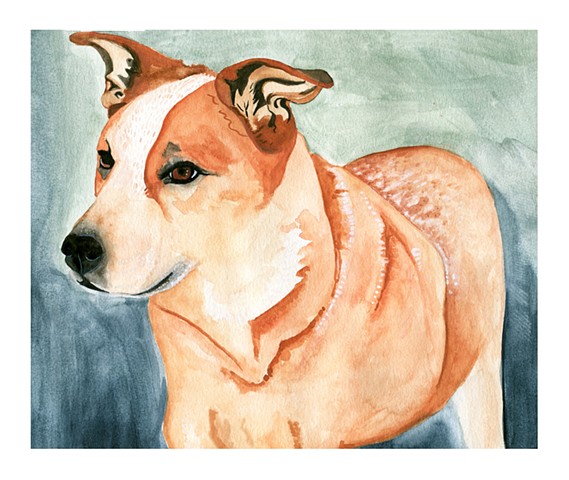 Commissioned pet portrait of a red healer. Watercolor and gouache on paper, by Katlynne Hummell Underhill.