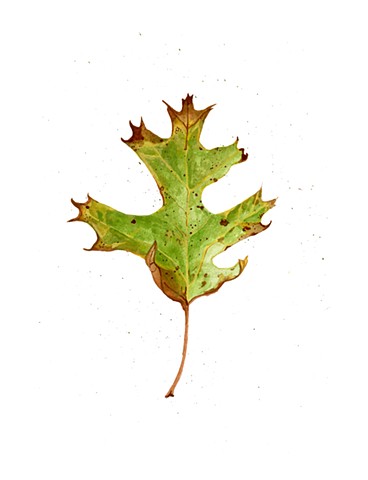 Watercolor of a pin oak leaf found in Bentonville Arkansas by Katlynne Hummell Underhill