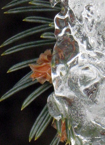 Ice On Pine Branch