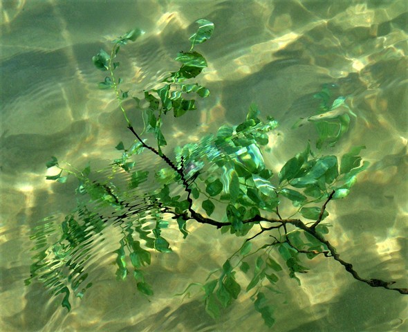 Lake Branch In Water