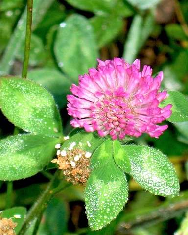 Frosted Clover
