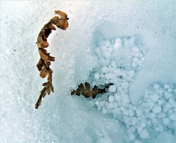 Ice Beads On Leaves