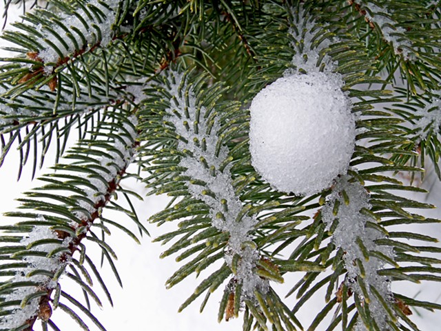 Snowball On Pine Branches