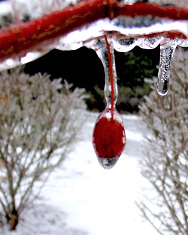 Icy Berry