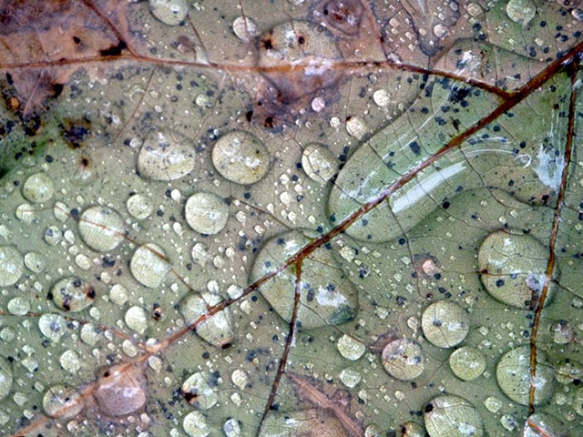 Rain Drops On Leaf 1