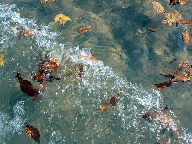 Autumn Leaves Caught in Lake Surf