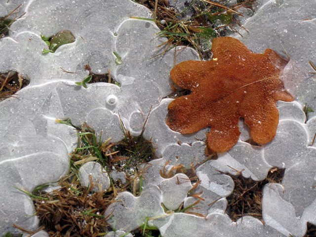 Ice With Leaf
