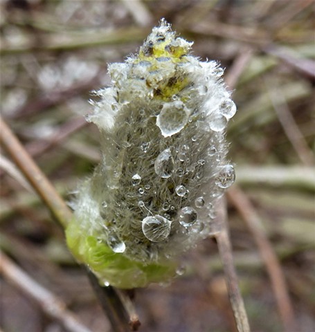 Weed Covered In Dew