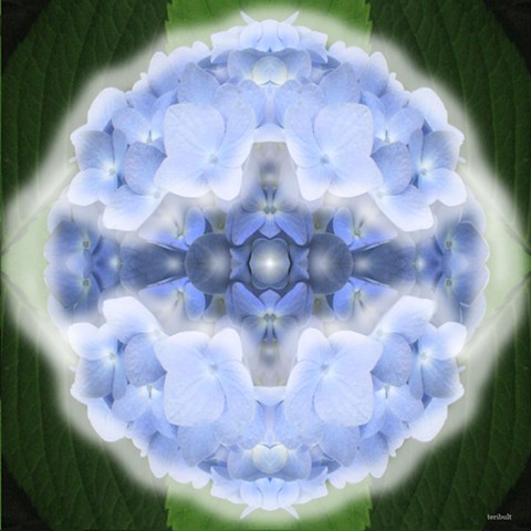 Hydrangea Mandala