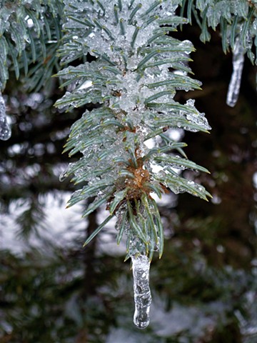 Ice Covered Pine Branch