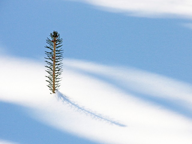 Pine Tree Tip In Snow