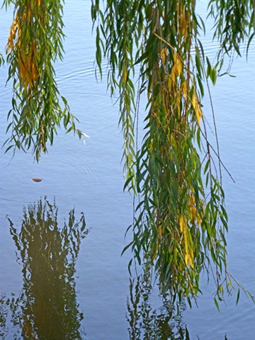 Weeping Willow Over River