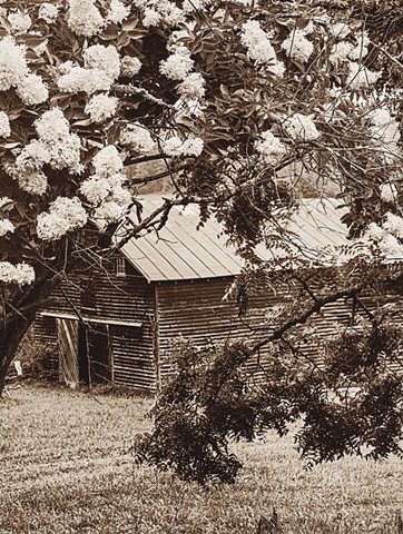 Barn Barn Bloom
