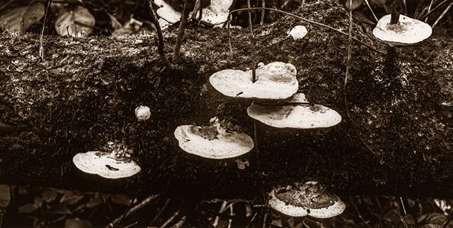 Symphony of the Fungi