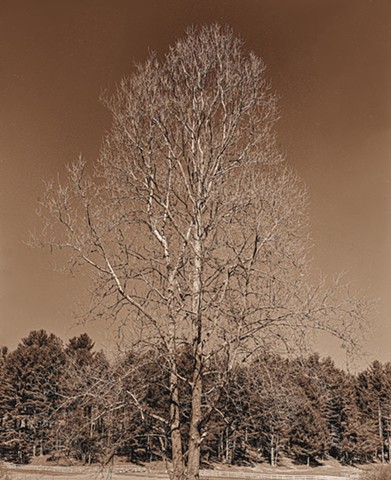 Sycamore